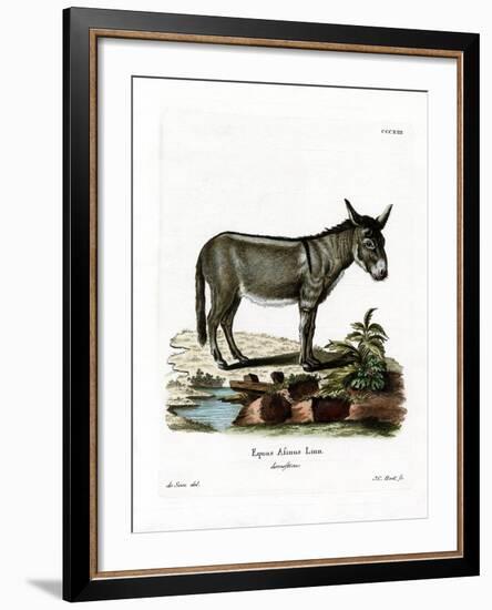 African Wild Ass-null-Framed Giclee Print