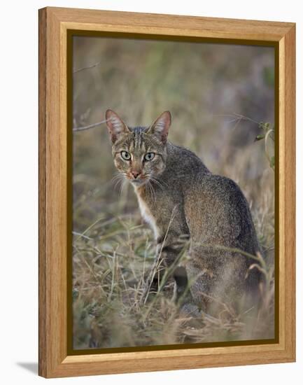 African Wild Cat (Felis Silvestris Lybica), Kruger National Park, South Africa, Africa-James Hager-Framed Premier Image Canvas