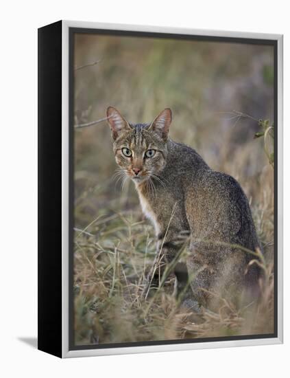 African Wild Cat (Felis Silvestris Lybica), Kruger National Park, South Africa, Africa-James Hager-Framed Premier Image Canvas