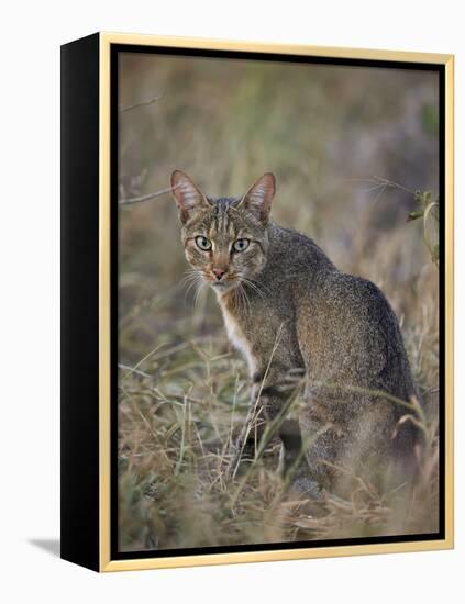 African Wild Cat (Felis Silvestris Lybica), Kruger National Park, South Africa, Africa-James Hager-Framed Premier Image Canvas