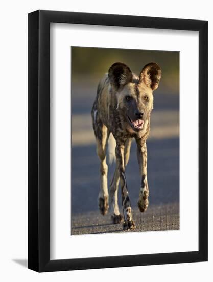 African Wild Dog (African Hunting Dog) (Cape Hunting Dog) (Lycaon Pictus) Running-James Hager-Framed Photographic Print