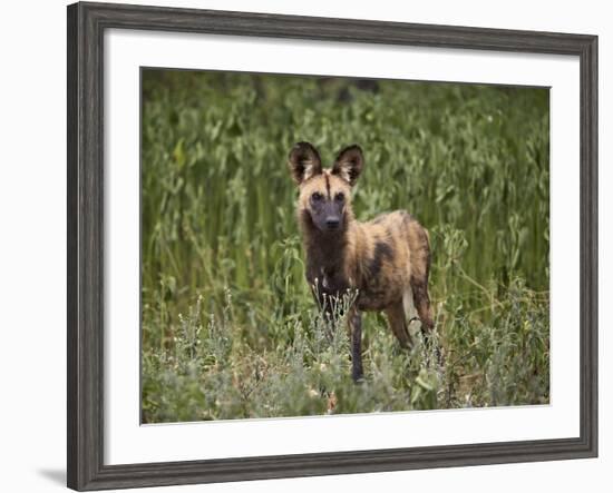 African Wild Dog (African Hunting Dog) (Cape Hunting Dog) (Lycaon Pictus)-James Hager-Framed Photographic Print