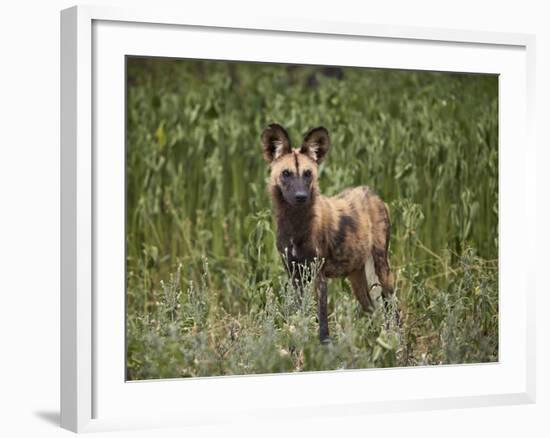 African Wild Dog (African Hunting Dog) (Cape Hunting Dog) (Lycaon Pictus)-James Hager-Framed Photographic Print