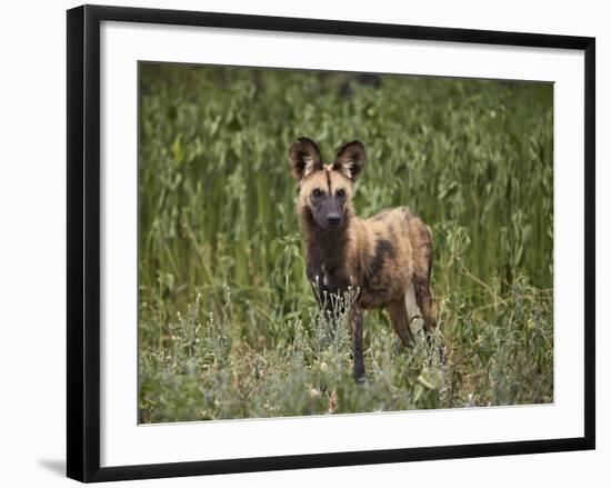 African Wild Dog (African Hunting Dog) (Cape Hunting Dog) (Lycaon Pictus)-James Hager-Framed Photographic Print