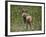 African Wild Dog (African Hunting Dog) (Cape Hunting Dog) (Lycaon Pictus)-James Hager-Framed Photographic Print