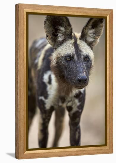 African Wild Dog (African Hunting Dog) (Cape Hunting Dog) (Lycaon Pictus)-James Hager-Framed Premier Image Canvas