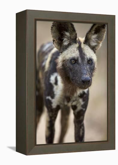 African Wild Dog (African Hunting Dog) (Cape Hunting Dog) (Lycaon Pictus)-James Hager-Framed Premier Image Canvas