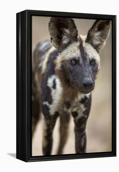 African Wild Dog (African Hunting Dog) (Cape Hunting Dog) (Lycaon Pictus)-James Hager-Framed Premier Image Canvas