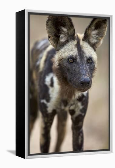 African Wild Dog (African Hunting Dog) (Cape Hunting Dog) (Lycaon Pictus)-James Hager-Framed Premier Image Canvas
