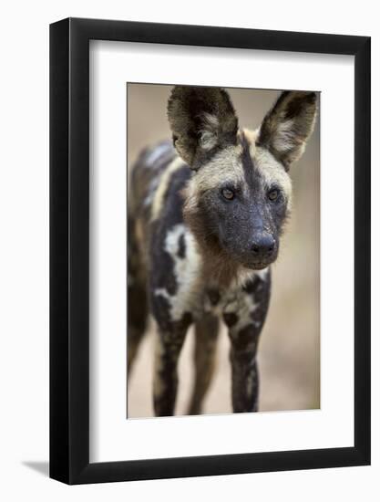 African Wild Dog (African Hunting Dog) (Cape Hunting Dog) (Lycaon Pictus)-James Hager-Framed Photographic Print