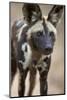 African Wild Dog (African Hunting Dog) (Cape Hunting Dog) (Lycaon Pictus)-James Hager-Mounted Photographic Print