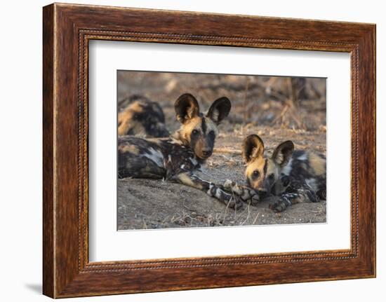 African wild dog (Lycaon pictus) at rest, Kruger National Park, South Africa, Africa-Ann and Steve Toon-Framed Photographic Print