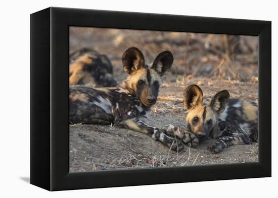 African wild dog (Lycaon pictus) at rest, Kruger National Park, South Africa, Africa-Ann and Steve Toon-Framed Premier Image Canvas