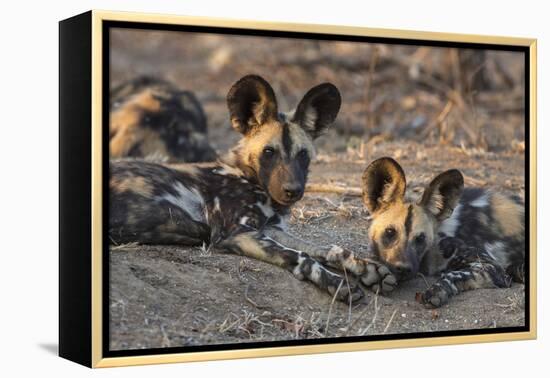 African wild dog (Lycaon pictus) at rest, Kruger National Park, South Africa, Africa-Ann and Steve Toon-Framed Premier Image Canvas