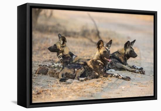 African wild dog (Lycaon pictus) at rest, Kruger National Park, South Africa, Africa-Ann and Steve Toon-Framed Premier Image Canvas