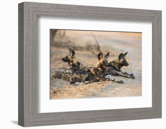 African wild dog (Lycaon pictus) at rest, Kruger National Park, South Africa, Africa-Ann and Steve Toon-Framed Photographic Print