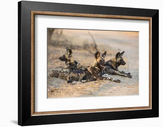 African wild dog (Lycaon pictus) at rest, Kruger National Park, South Africa, Africa-Ann and Steve Toon-Framed Photographic Print