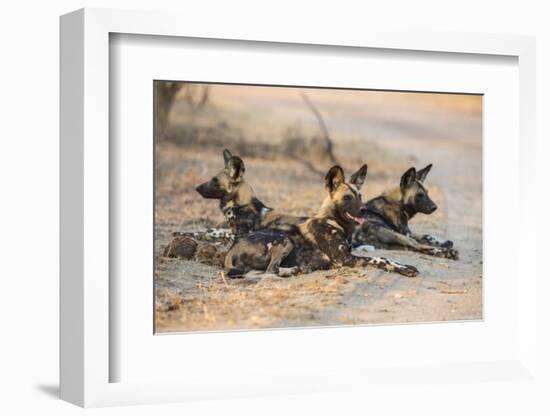 African wild dog (Lycaon pictus) at rest, Kruger National Park, South Africa, Africa-Ann and Steve Toon-Framed Photographic Print