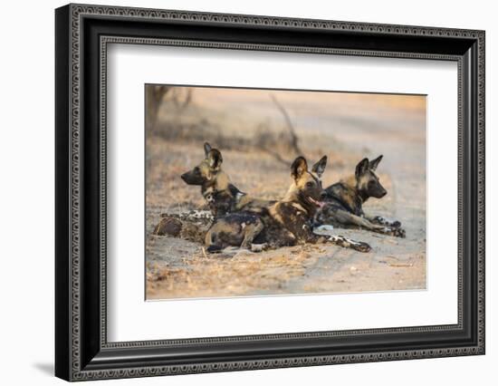 African wild dog (Lycaon pictus) at rest, Kruger National Park, South Africa, Africa-Ann and Steve Toon-Framed Photographic Print