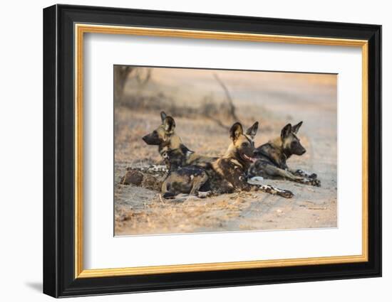 African wild dog (Lycaon pictus) at rest, Kruger National Park, South Africa, Africa-Ann and Steve Toon-Framed Photographic Print