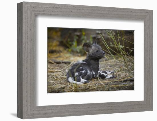 African Wild Dog (Lycaon Pictus) One Month Old Pup Resting At A Den Site-Neil Aldridge-Framed Photographic Print