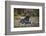 African Wild Dog (Lycaon Pictus) One Month Old Pup Resting At A Den Site-Neil Aldridge-Framed Photographic Print