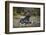 African Wild Dog (Lycaon Pictus) One Month Old Pup Resting At A Den Site-Neil Aldridge-Framed Photographic Print