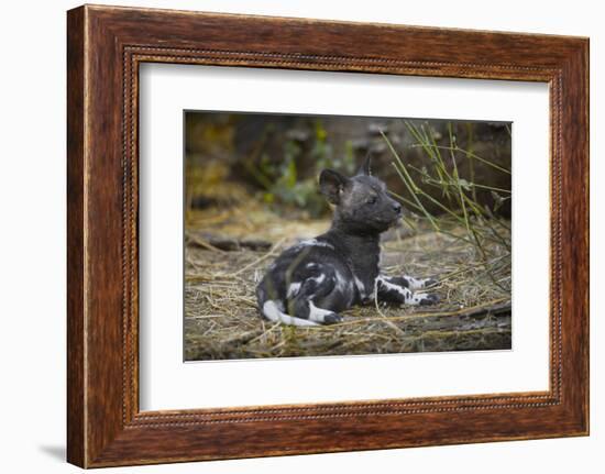 African Wild Dog (Lycaon Pictus) One Month Old Pup Resting At A Den Site-Neil Aldridge-Framed Photographic Print