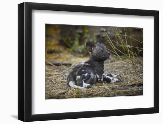 African Wild Dog (Lycaon Pictus) One Month Old Pup Resting At A Den Site-Neil Aldridge-Framed Photographic Print