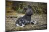 African Wild Dog (Lycaon Pictus) One Month Old Pup Resting At A Den Site-Neil Aldridge-Mounted Photographic Print