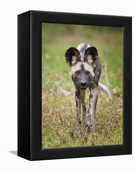 African wild dog (Lycaon pictus) portrait, Mana Pools National Park, Zimbabwe-Tony Heald-Framed Premier Image Canvas