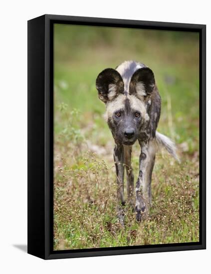 African wild dog (Lycaon pictus) portrait, Mana Pools National Park, Zimbabwe-Tony Heald-Framed Premier Image Canvas