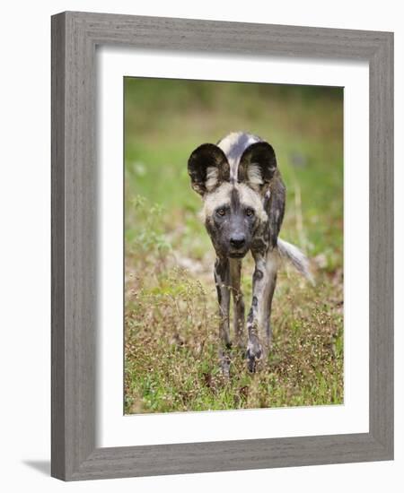 African wild dog (Lycaon pictus) portrait, Mana Pools National Park, Zimbabwe-Tony Heald-Framed Photographic Print