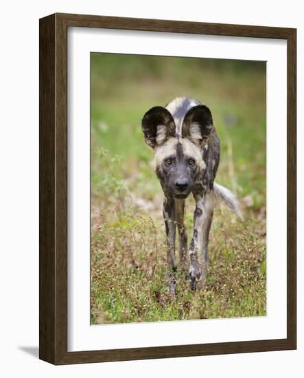 African wild dog (Lycaon pictus) portrait, Mana Pools National Park, Zimbabwe-Tony Heald-Framed Photographic Print