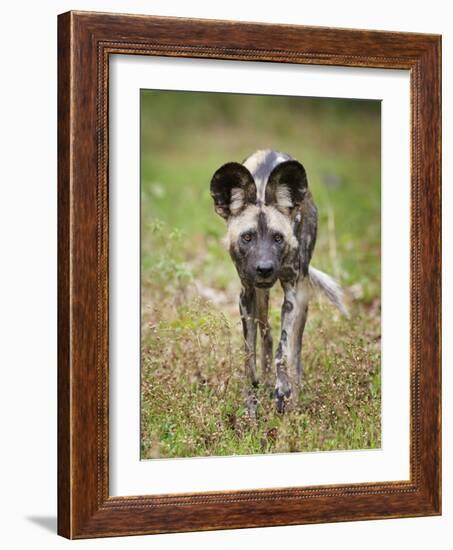 African wild dog (Lycaon pictus) portrait, Mana Pools National Park, Zimbabwe-Tony Heald-Framed Photographic Print