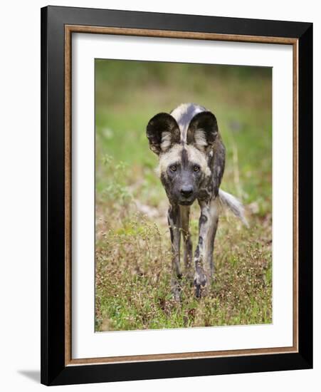 African wild dog (Lycaon pictus) portrait, Mana Pools National Park, Zimbabwe-Tony Heald-Framed Photographic Print