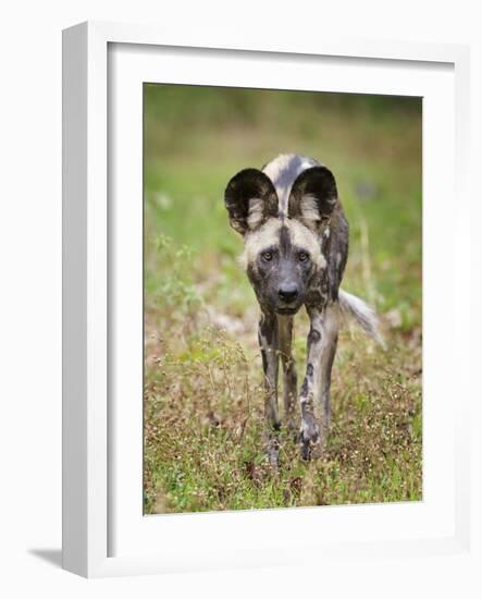 African wild dog (Lycaon pictus) portrait, Mana Pools National Park, Zimbabwe-Tony Heald-Framed Photographic Print