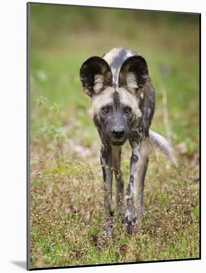 African wild dog (Lycaon pictus) portrait, Mana Pools National Park, Zimbabwe-Tony Heald-Mounted Photographic Print