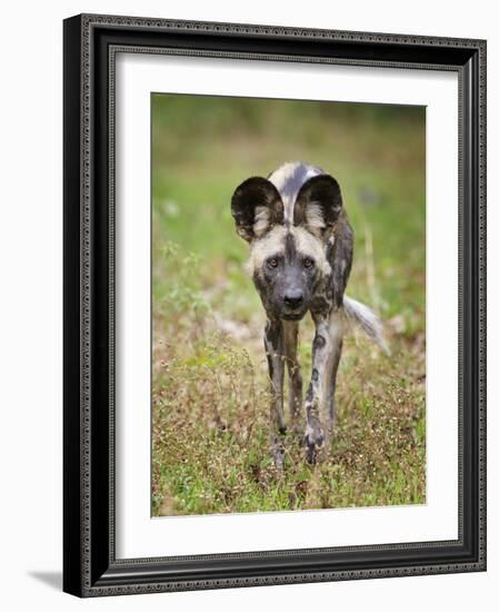 African wild dog (Lycaon pictus) portrait, Mana Pools National Park, Zimbabwe-Tony Heald-Framed Photographic Print