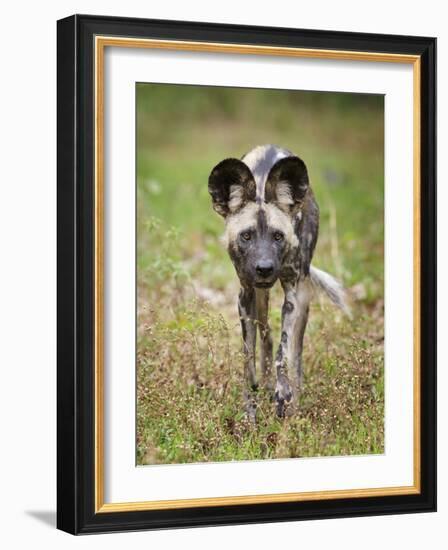 African wild dog (Lycaon pictus) portrait, Mana Pools National Park, Zimbabwe-Tony Heald-Framed Photographic Print