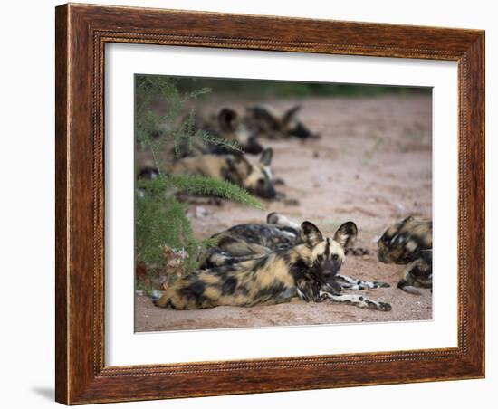 African Wild Dog, Lycaon Pictus, Venetia Limpopo Nature Reserve, South Africa, Africa-Steve & Ann Toon-Framed Photographic Print