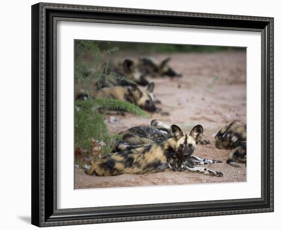 African Wild Dog, Lycaon Pictus, Venetia Limpopo Nature Reserve, South Africa, Africa-Steve & Ann Toon-Framed Photographic Print