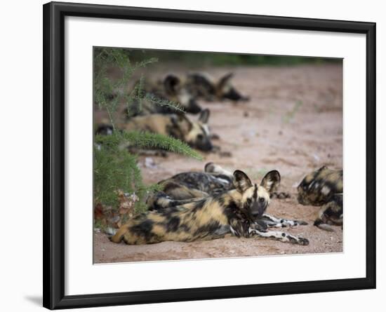 African Wild Dog, Lycaon Pictus, Venetia Limpopo Nature Reserve, South Africa, Africa-Steve & Ann Toon-Framed Photographic Print