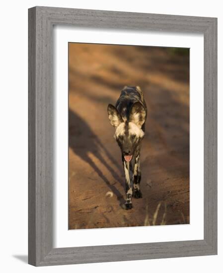 African Wild Dog, Lycaon Pictus, Venetia Limpopo Nature Reserve, South Africa, Africa-Steve & Ann Toon-Framed Photographic Print