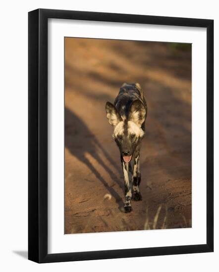 African Wild Dog, Lycaon Pictus, Venetia Limpopo Nature Reserve, South Africa, Africa-Steve & Ann Toon-Framed Photographic Print