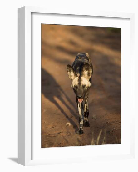 African Wild Dog, Lycaon Pictus, Venetia Limpopo Nature Reserve, South Africa, Africa-Steve & Ann Toon-Framed Photographic Print