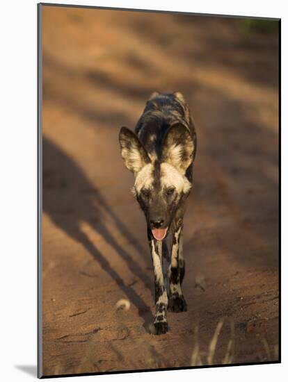 African Wild Dog, Lycaon Pictus, Venetia Limpopo Nature Reserve, South Africa, Africa-Steve & Ann Toon-Mounted Photographic Print