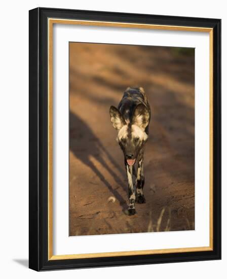 African Wild Dog, Lycaon Pictus, Venetia Limpopo Nature Reserve, South Africa, Africa-Steve & Ann Toon-Framed Photographic Print