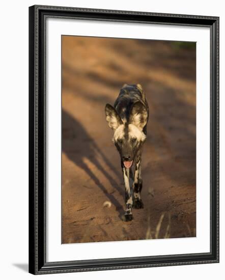 African Wild Dog, Lycaon Pictus, Venetia Limpopo Nature Reserve, South Africa, Africa-Steve & Ann Toon-Framed Photographic Print