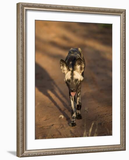 African Wild Dog, Lycaon Pictus, Venetia Limpopo Nature Reserve, South Africa, Africa-Steve & Ann Toon-Framed Photographic Print